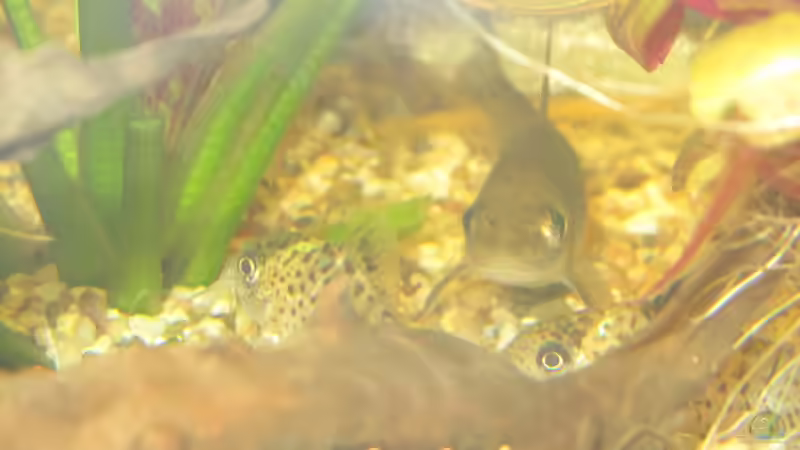 Der GLIMMER und die CORYS im Blitzlichtgewitter von Mofafi-Liebhaber (67)