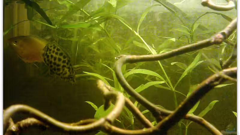 Der Goldgurami - sein Freund? von mariajudyta (23)