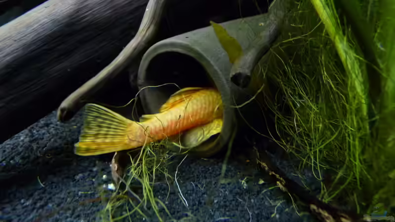 Der ´Goldie´ und ´seine´ Röhre von Steffen S. (20)