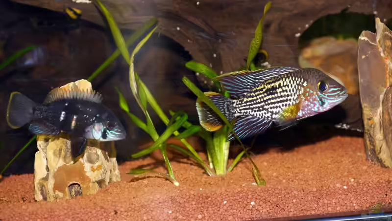 Der Goldsaumbuntbarsch (Aequidens rivulatus) Bock mit seiner Verehrerin von Christof Engel (25)