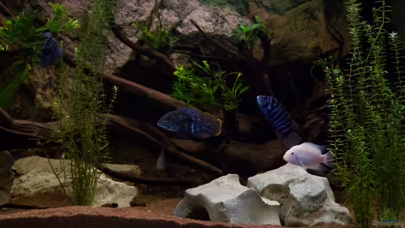 Der Goldsaumi wächst enorm! von GoreSlayer (113)