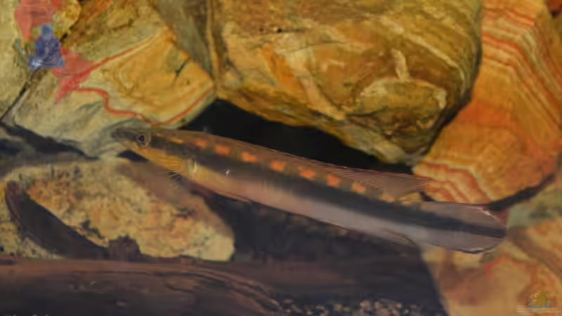 Der grössere der beiden Crenicichla acutirostre, von GGuardiaNN (94)