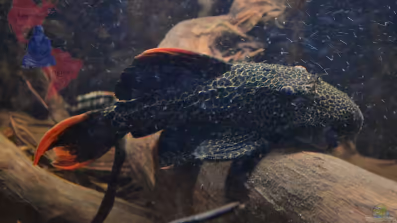 Der grössere meiner 2 Pseudacanthicus sp. ´L 114´ im ´Sauerstoffbad´. von GGuardiaNN (70)