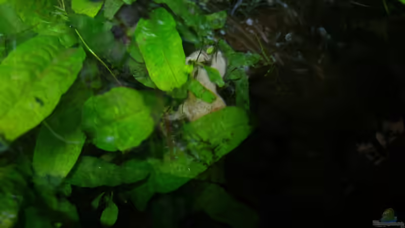 Der größere Schwamm von oben von Tino Georgi (4)