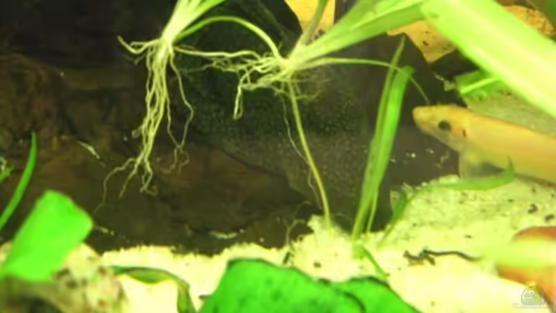 Der größte Bodenbewohner - wenn der durchs Aqua rast, leiden schon mal die kleinen von LockHeed (35)