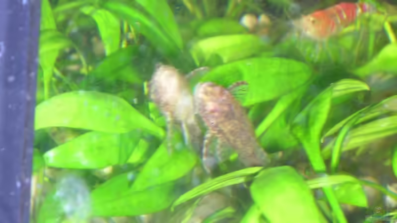 Der größte der vier Otocinclus Negros. von Christian Berger (13)