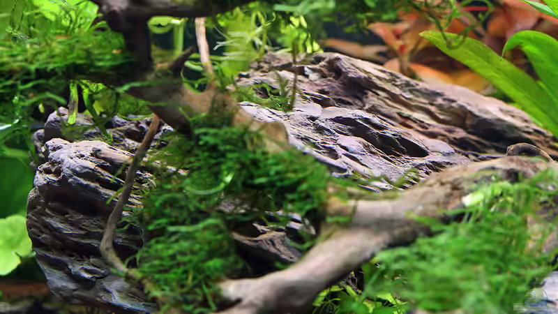 Der grösste Drachenstein im Aquarium ist nur zu ca. 1/3 sichtbar...  von Dirk F. (15)