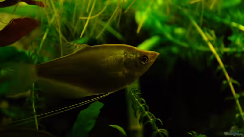 Der größte im Tank von Der Buschfisch (30)