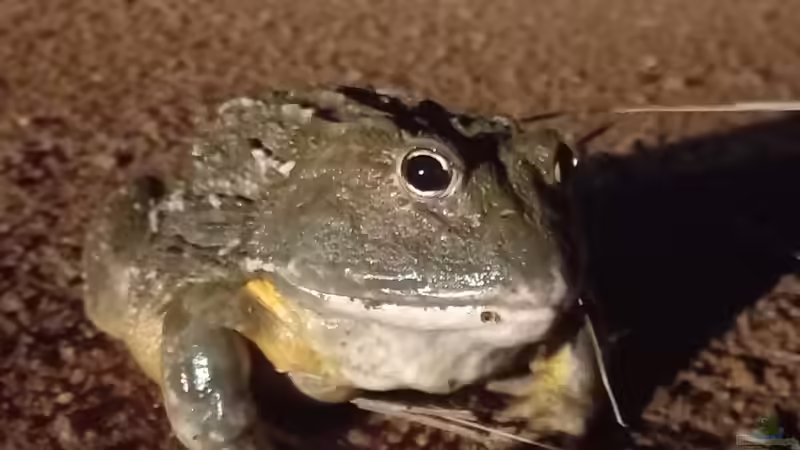 Der größte Ochsenfrosch - Das beeindruckende Amphibien-Schwergewicht