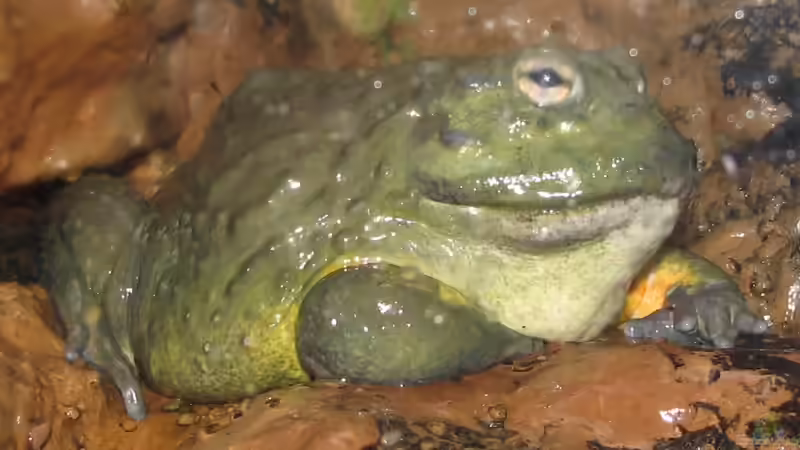 Der größte Ochsenfrosch - Das beeindruckende Amphibien-Schwergewicht