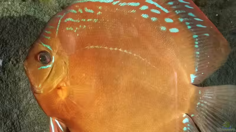 Der größte und der Chef im Becken. Er hat 22cm... :-) von Pirarucu (39)