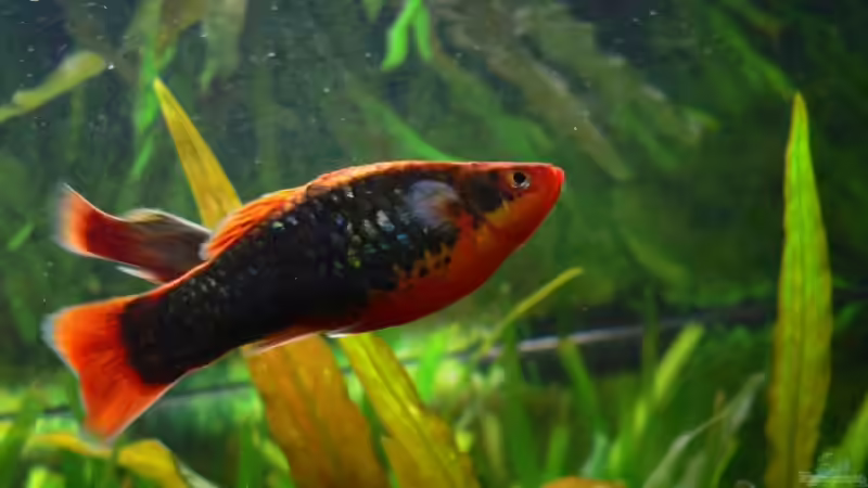 Der größte Wagtail-Platy von Lars T. (20)