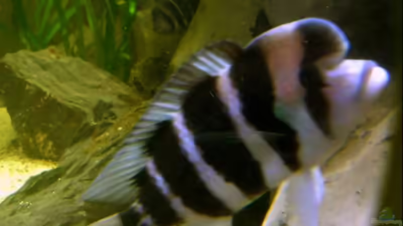 Der Große.... le chef von stonis-home (28)