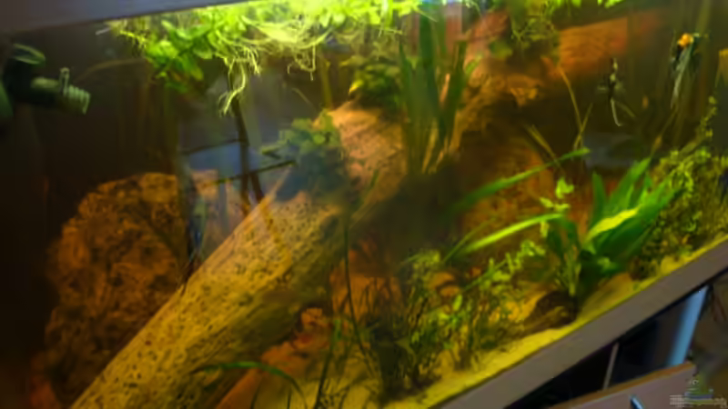 der große Baumstamm von B1gT4nk (11)