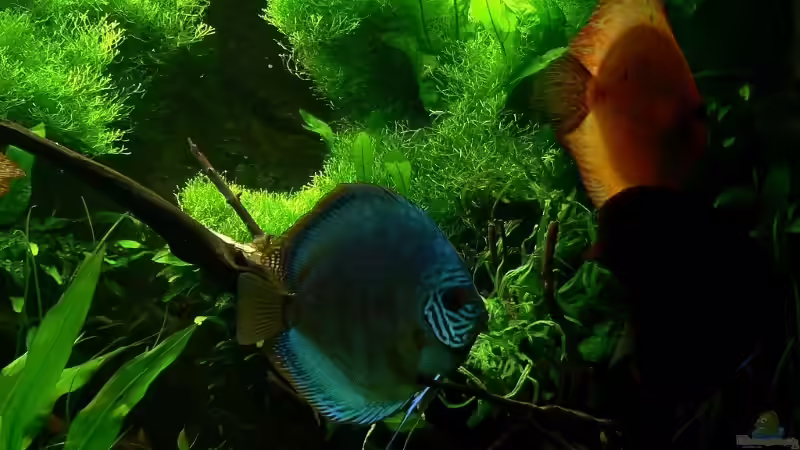 Der große Blaue von Der Nicky (5)