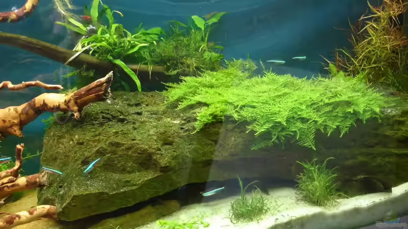 der große Felsen auf der rechten Seite blieb 17.06.2014 von Grünhexe (153)