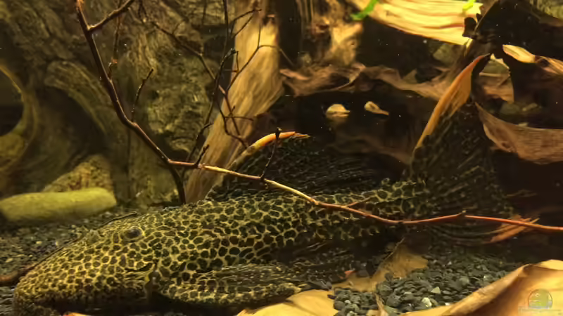 Der große L114 von Jonas B. (49)