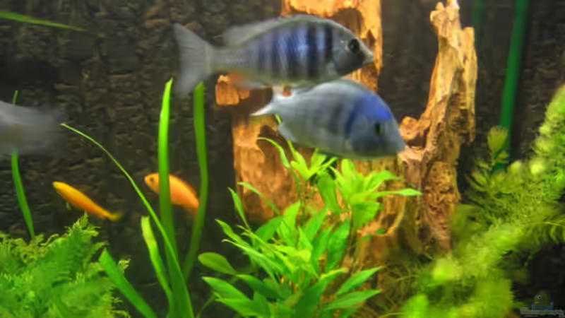 Der große mit seiner besseren Hälfte von Vicky Gröbl (29)