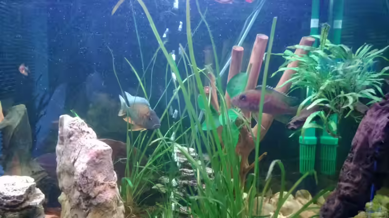 Der große Stein ist mittlerweile draussen von Sanchez79 (14)