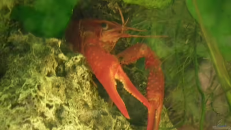 Der Große von den beiden Männlichen Krebsen von Peter Tippmar (11)