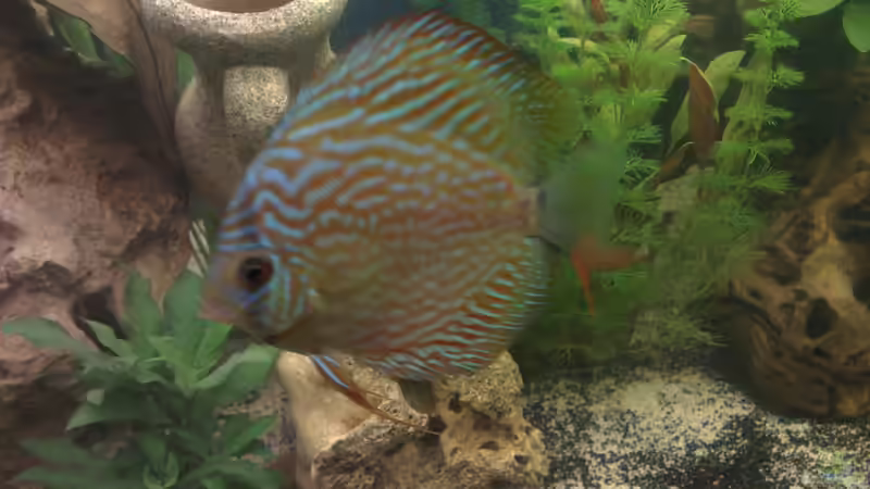 der grosse von Franz Napf (34)