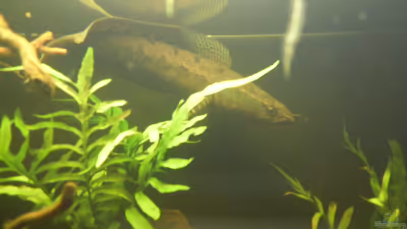 Der ´Große´ von Metamorphois (6)