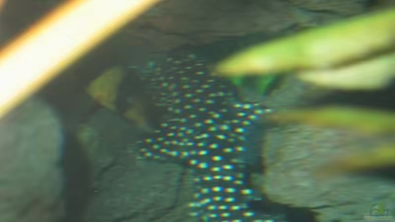 der große Wels, keine Ahnung was für einer.... von Thomas Meier (5)