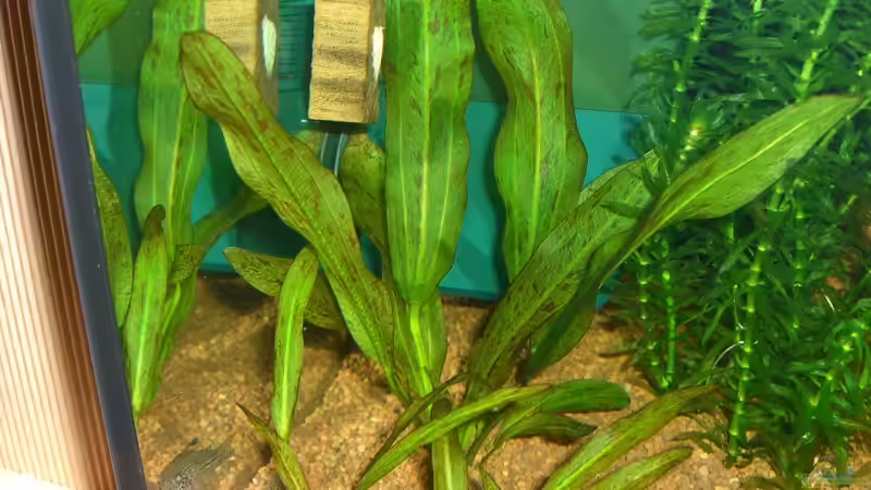 Der grüne Leopard (Echinodorus schlüteri ´Leopard´) von Jens und Nancy Döring (13)