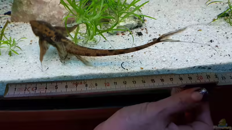 der hat sich Gestreckt.. 11.2019 von Petrich15 (7)