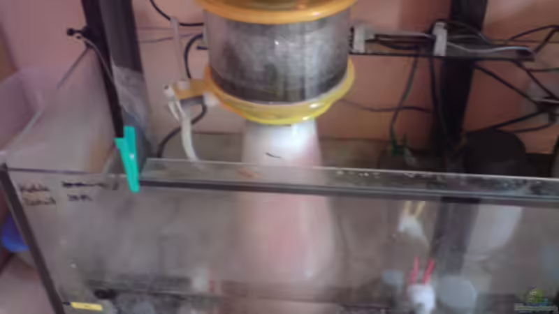 der haut was raus von Daniel Reichl (21)