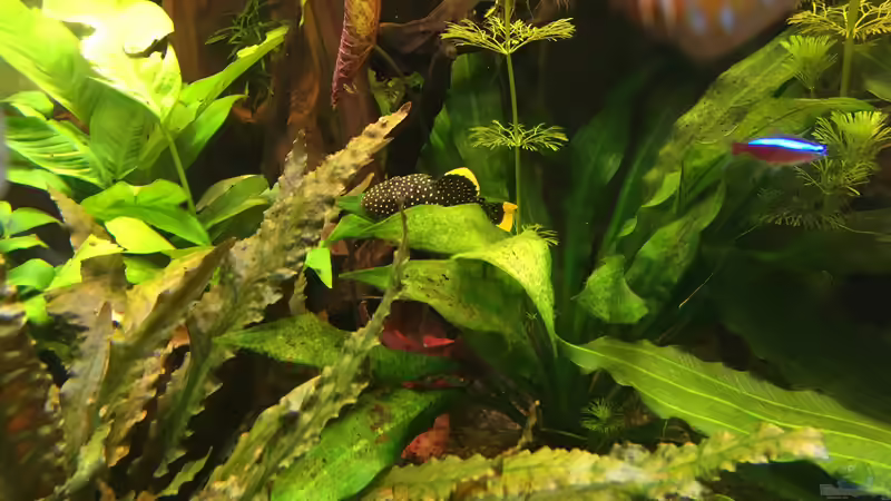 Der heimliche Chef im Becken von Diedelsen (24)