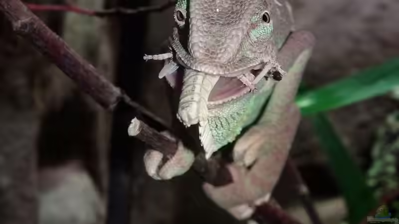 Der Heranwachsende am Mampfen von Cichliden-Kabuff (30)