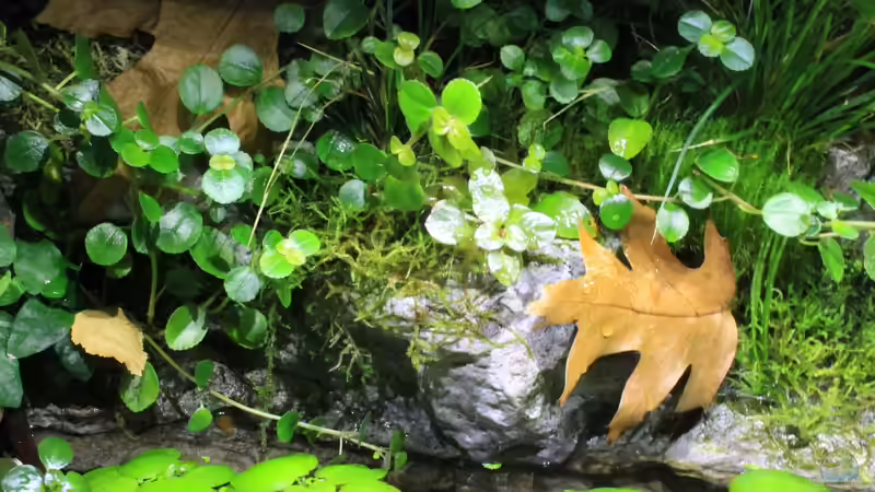 der Herbst ist da... von die Perle... (19)