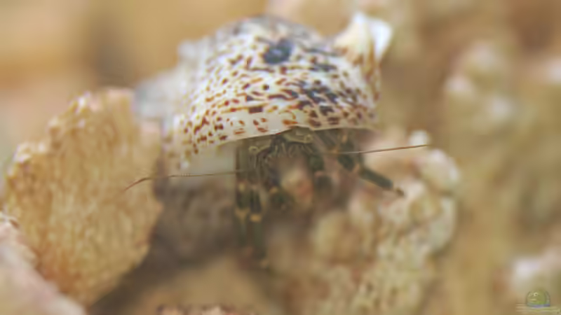 der Herr der Algen von FrischFisch (7)