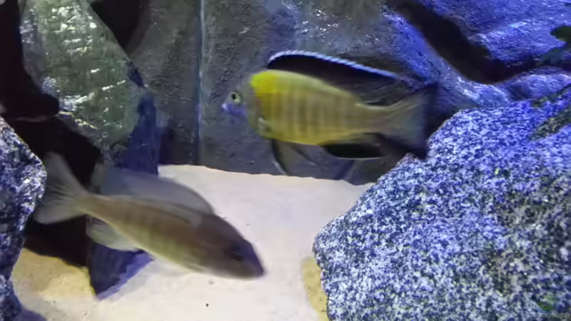 Der Herr des Hauses  von Udo Lehr (58)