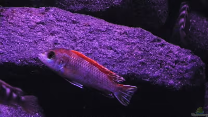 der herr im becken von LaEy (46)