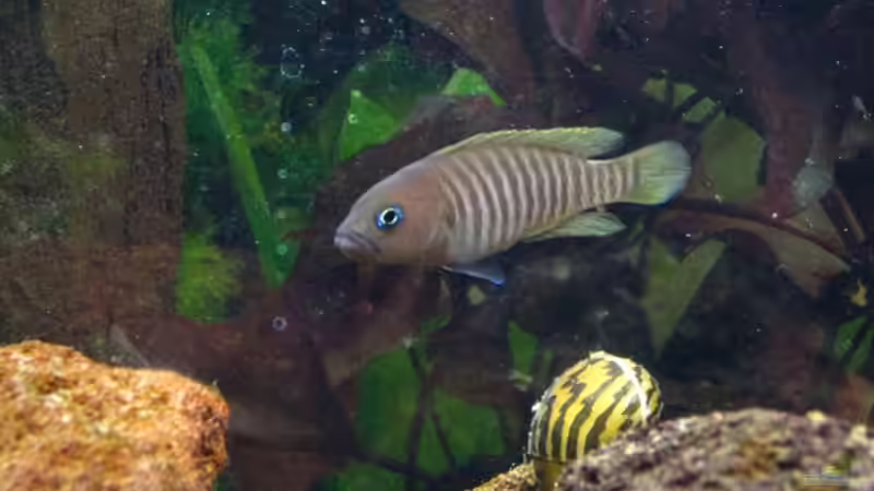 Der Herr im Haus! (Dem möchte man nicht nachts begegnen...) von André Martin (15)