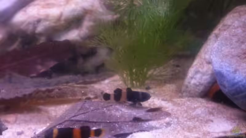 Der Herr im Haus von Exotist (12)