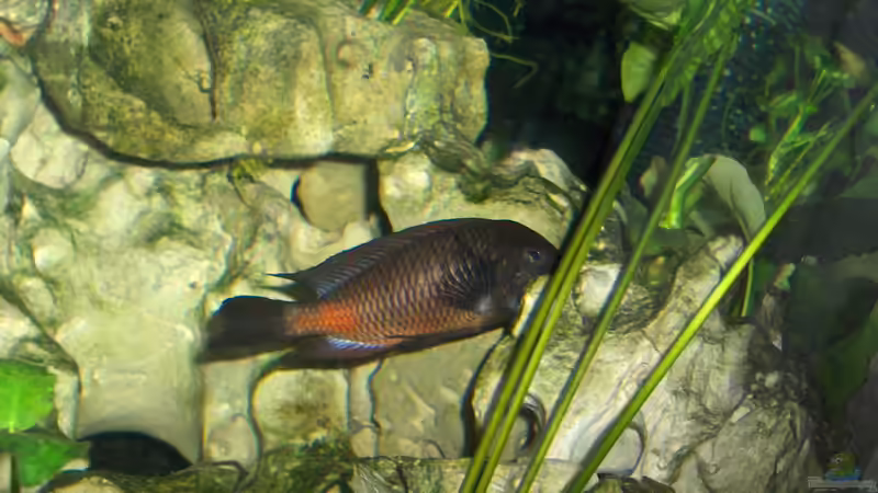 der Herr in meinem Becken von Sven Ufer (9)