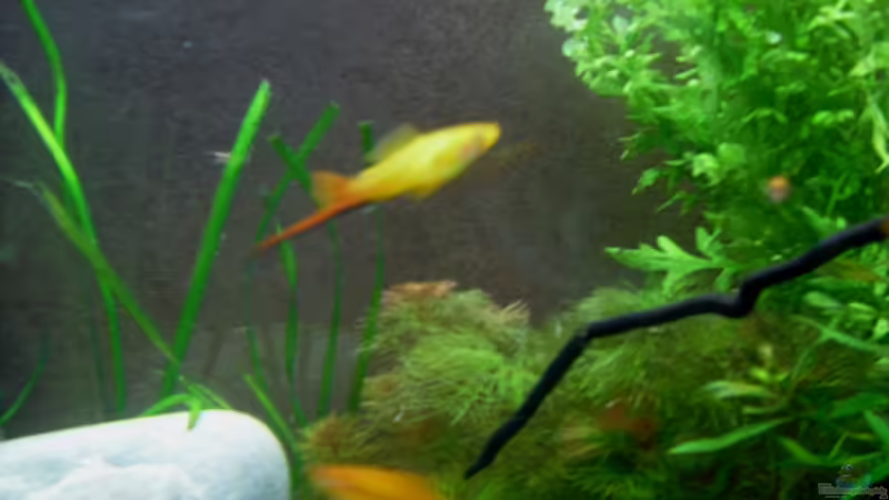 der Herr über 180 liter von Fireman (21)