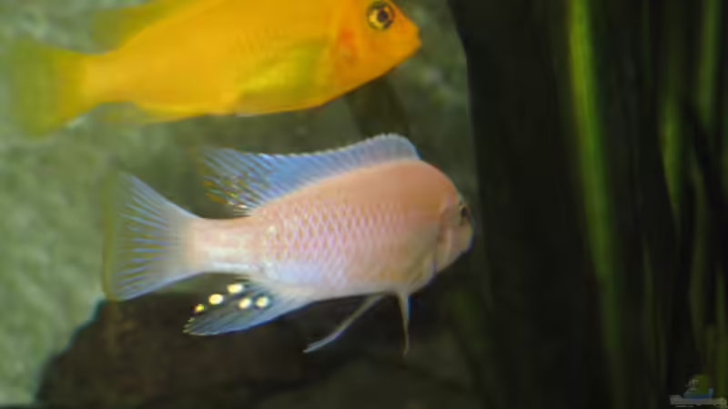 der Herr und die Dame von malawigome (4)