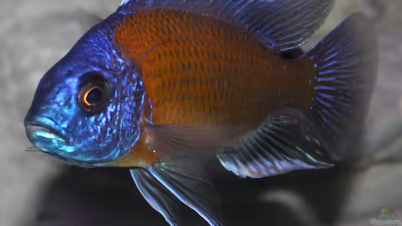 Der Herrscher des Beckens... von AjakAndi (25)