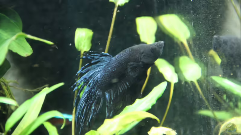 Der Herrscher von Domenico W. (16)