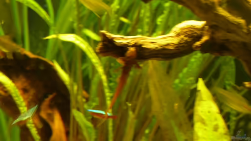 Der Hexenwels knabbert an der neuen Wurzel von Josef Braun (35)