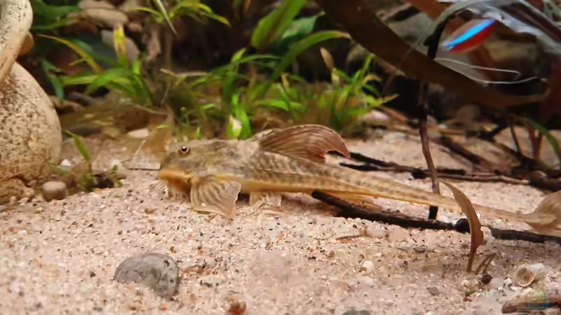 Der Hexer von Markus J. (17)