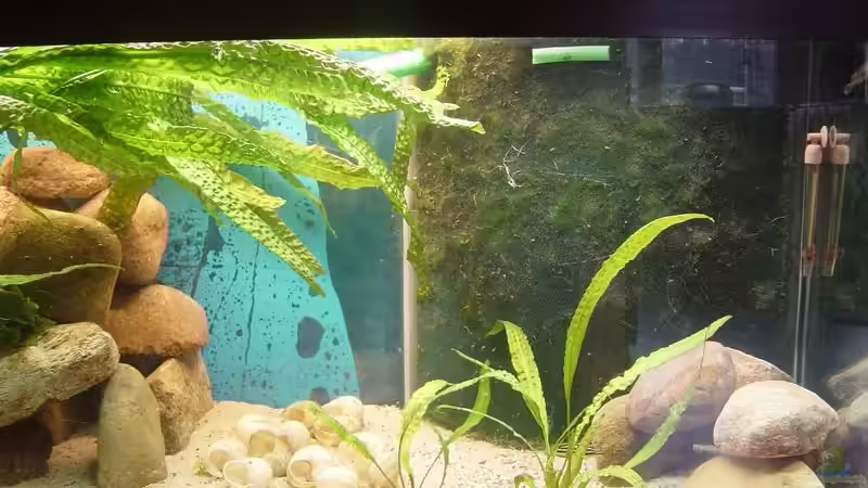 Der HMF von Lotte Smirnova (4)