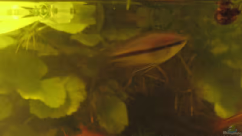 Der Honiggurami Baby von der Seite von Bojo (21)