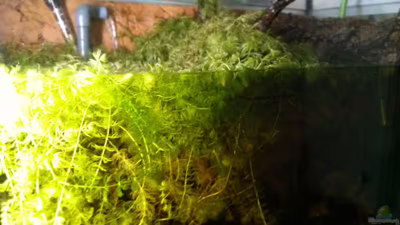 Der Hornkraut jungel beim Wasserwechsel von AquaTobi90 (28)