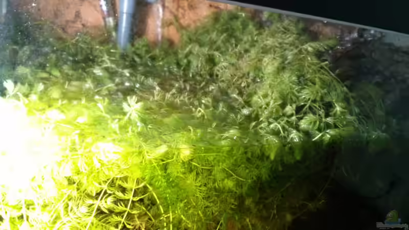 Der Hornkraut jungel beim Wasserwechsel von AquaTobi90 (29)