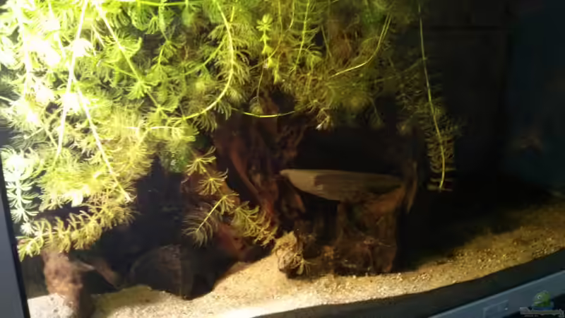 Der Hornkraut jungel beim Wasserwechsel von AquaTobi90 (30)